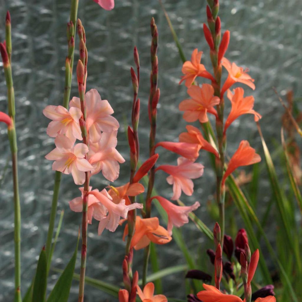 Watsonia pyramidata Peach Glow - Watsonie