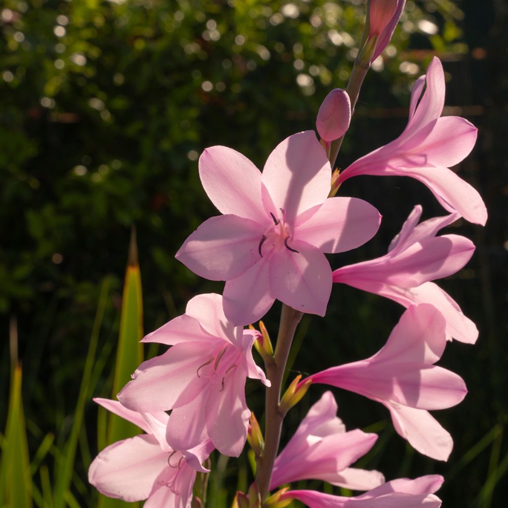 Watsonia borbonica