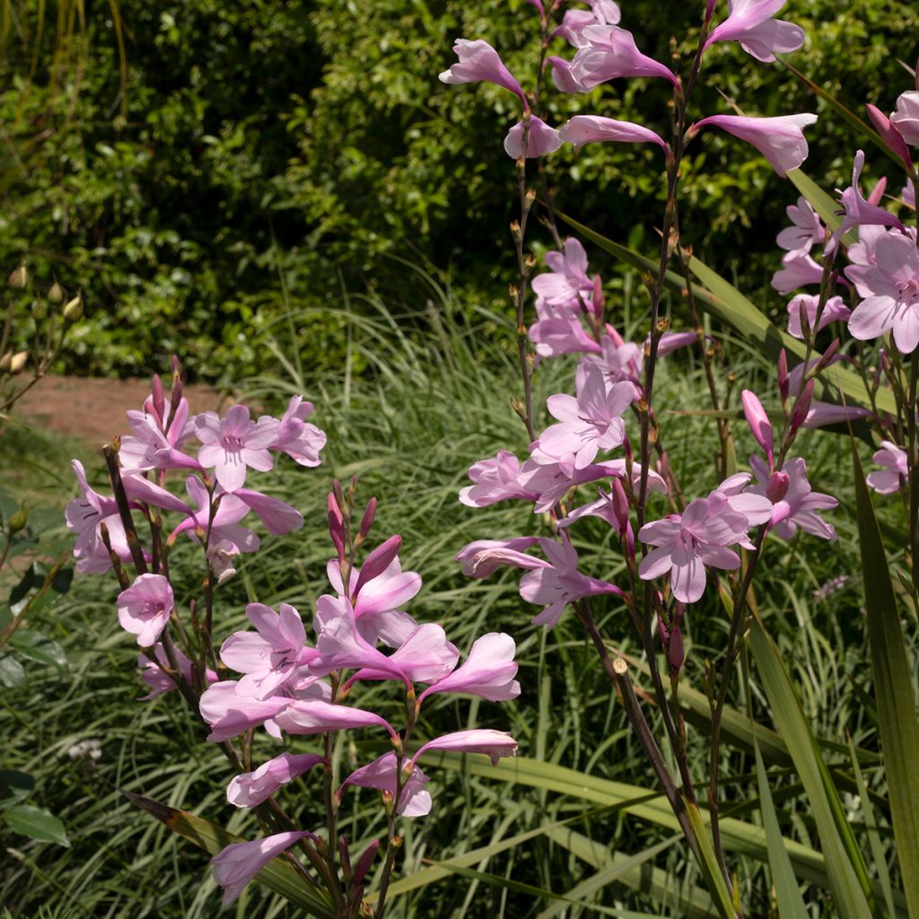 Watsonia borbonica