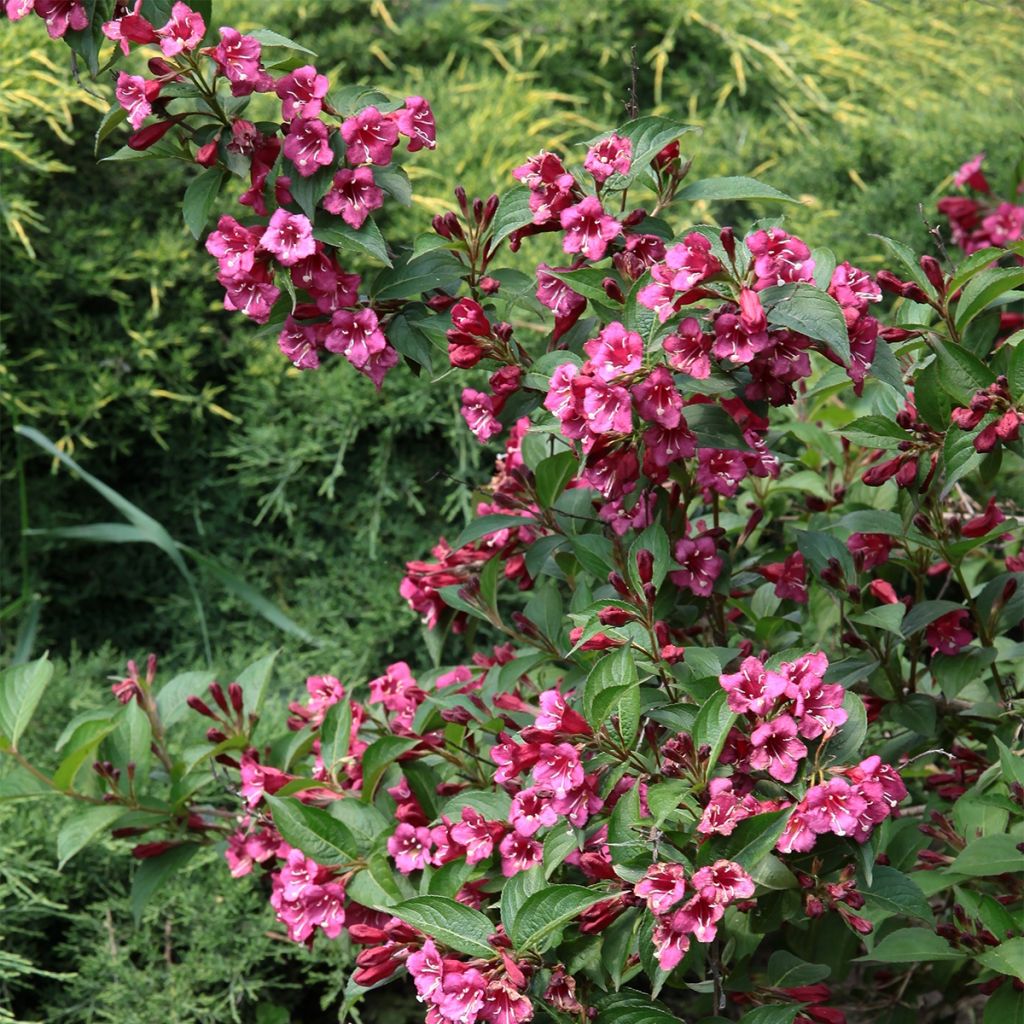 Weigelia Minuet