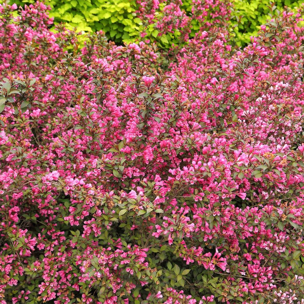 Weigelia Minuet