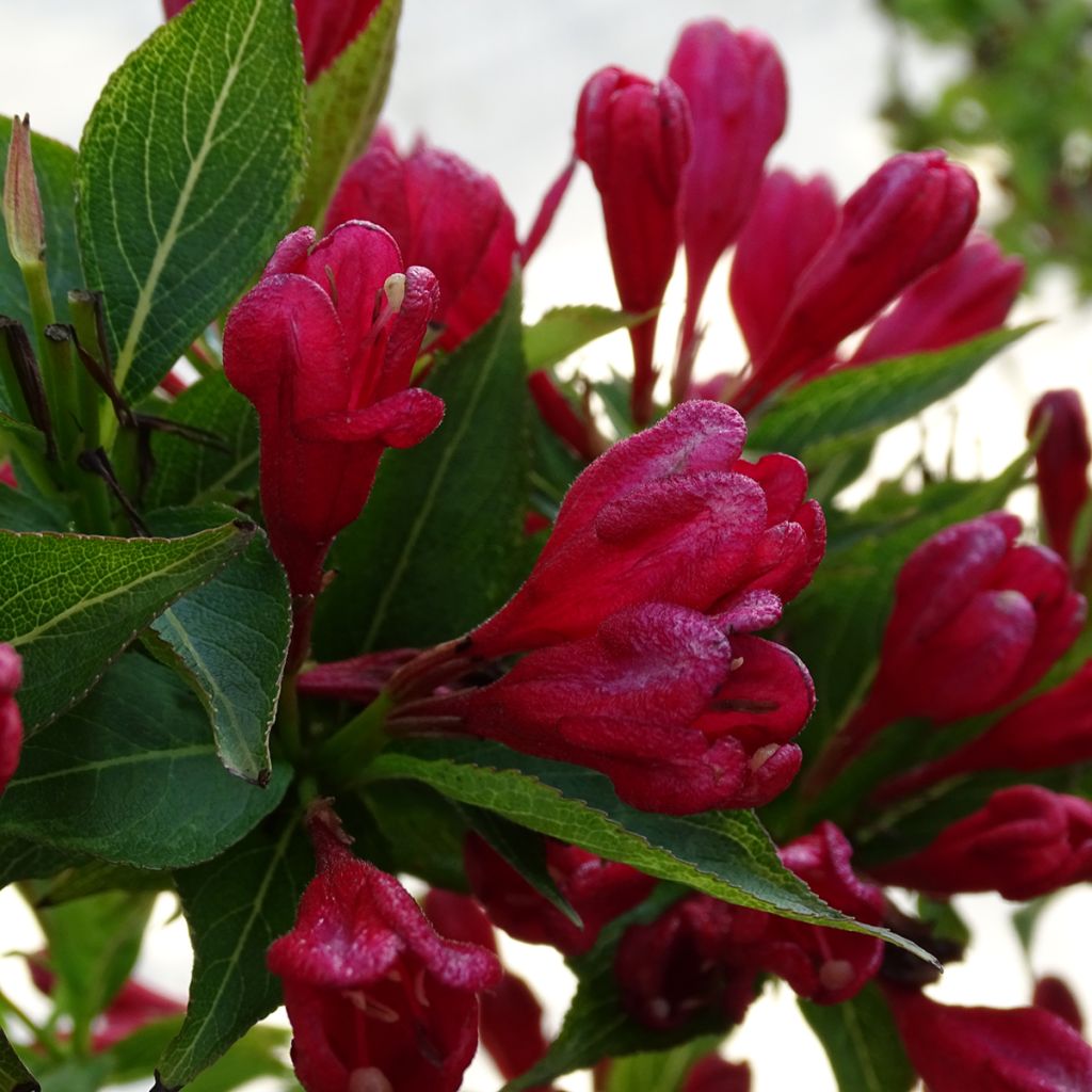 Weigela All Summer Red