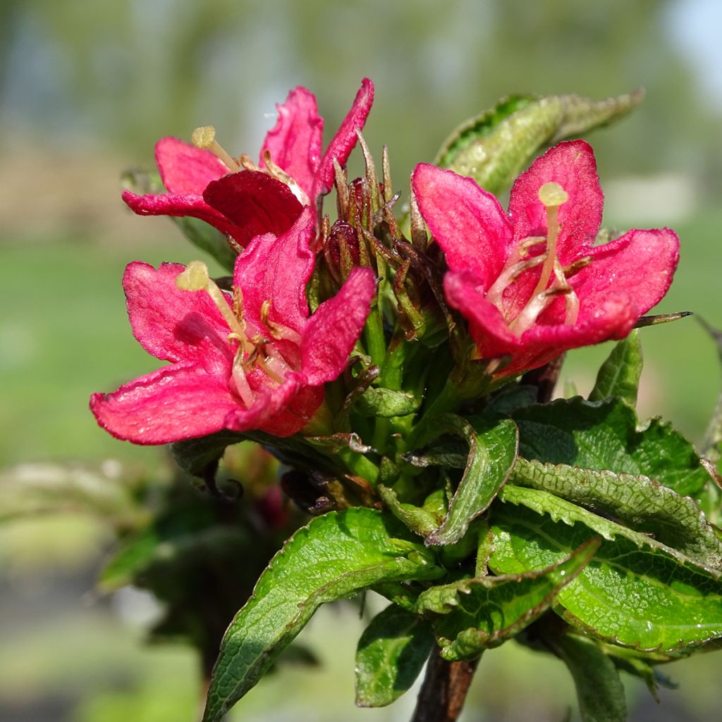 Weigela All Summer Red