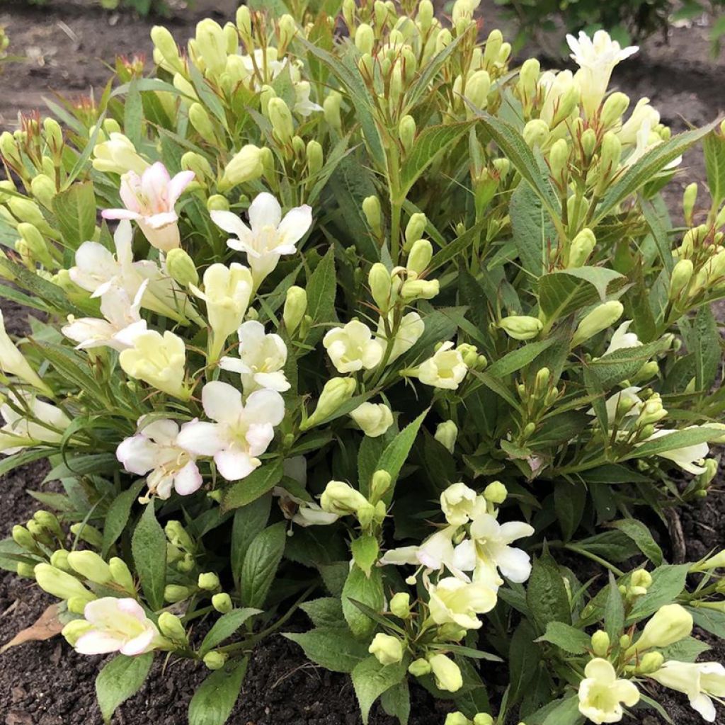 Weigelia Picobella Bianco