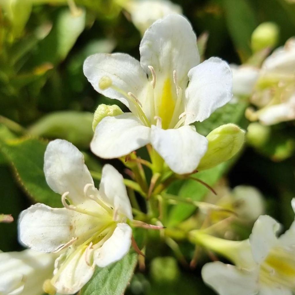 Weigelia Picobella Bianco