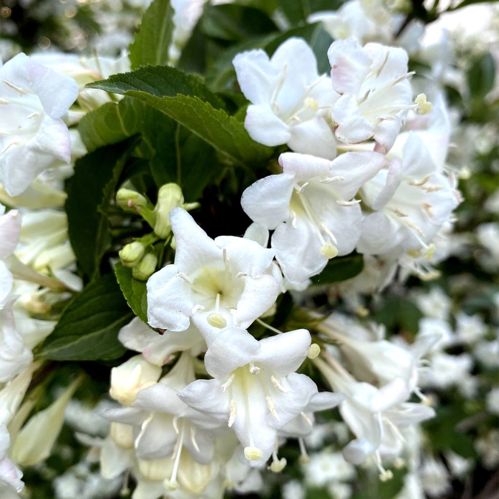 Weigelia Snowflake