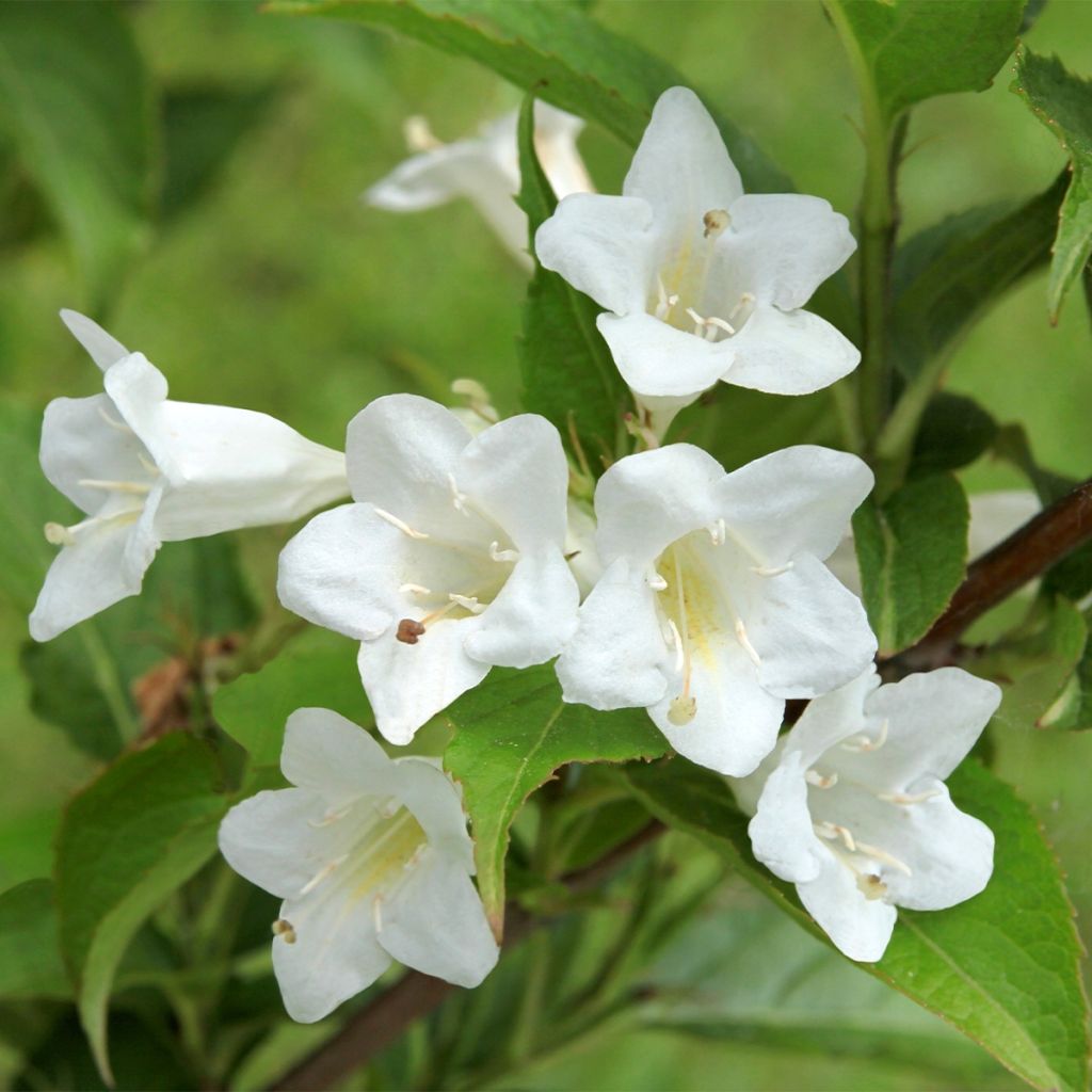 Weigelia Snowflake