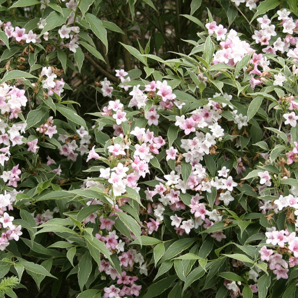 Weigela Splendid