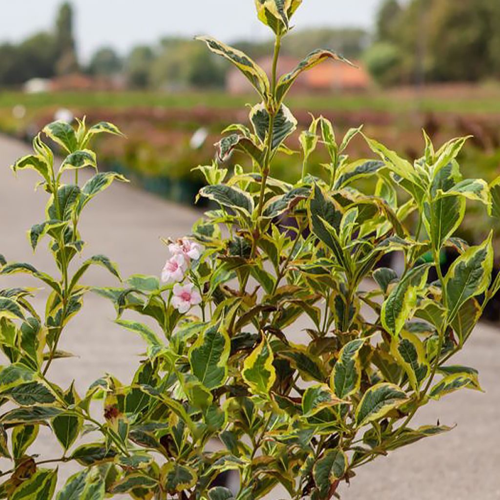 Weigelia White Lightning