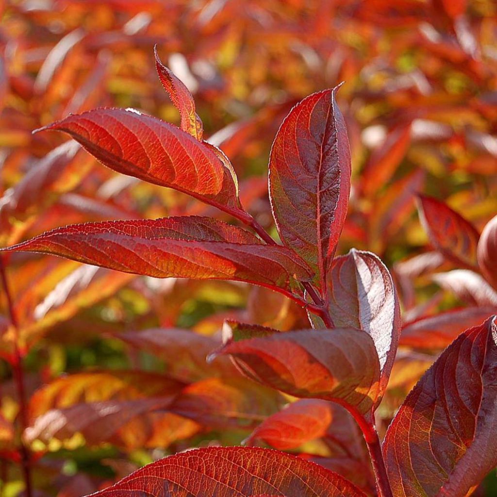 Weigela Wings of Fire ® - Weigélia