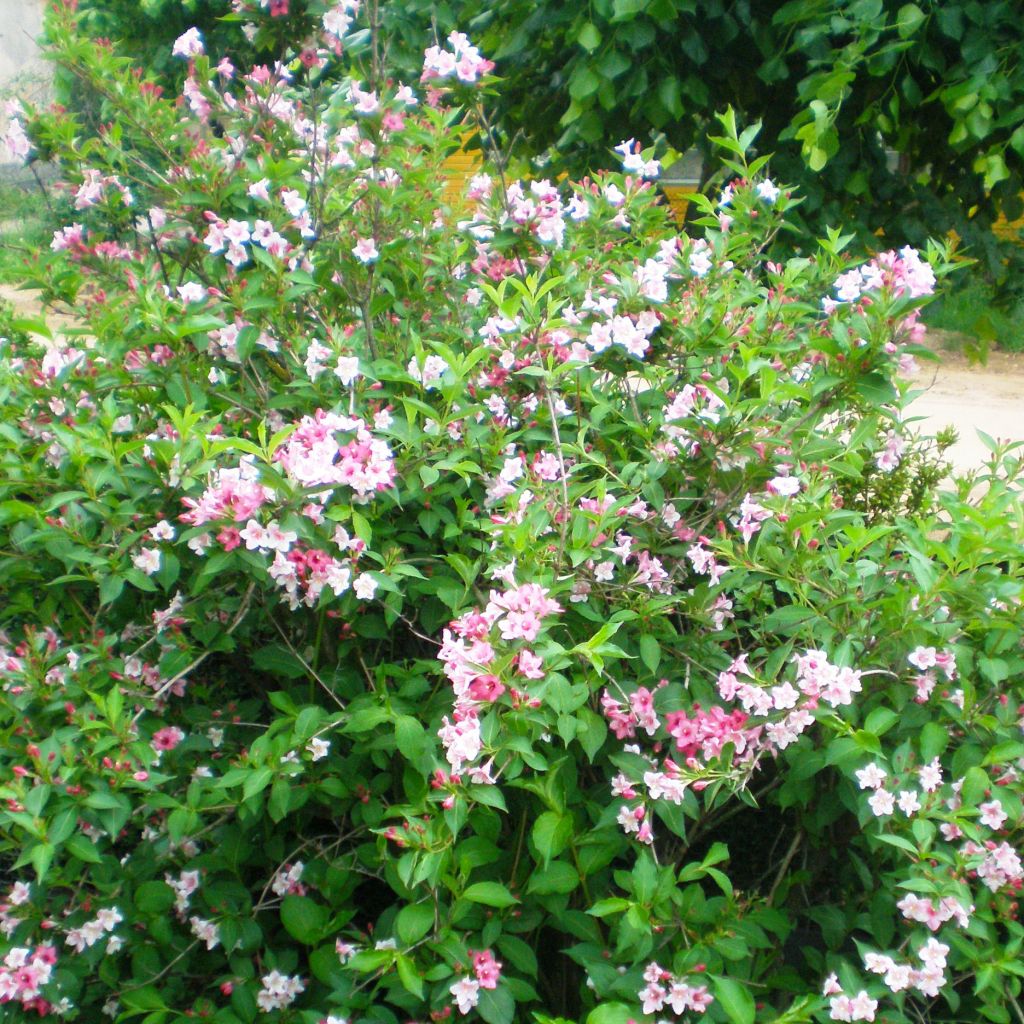 Weigelia Marjorie