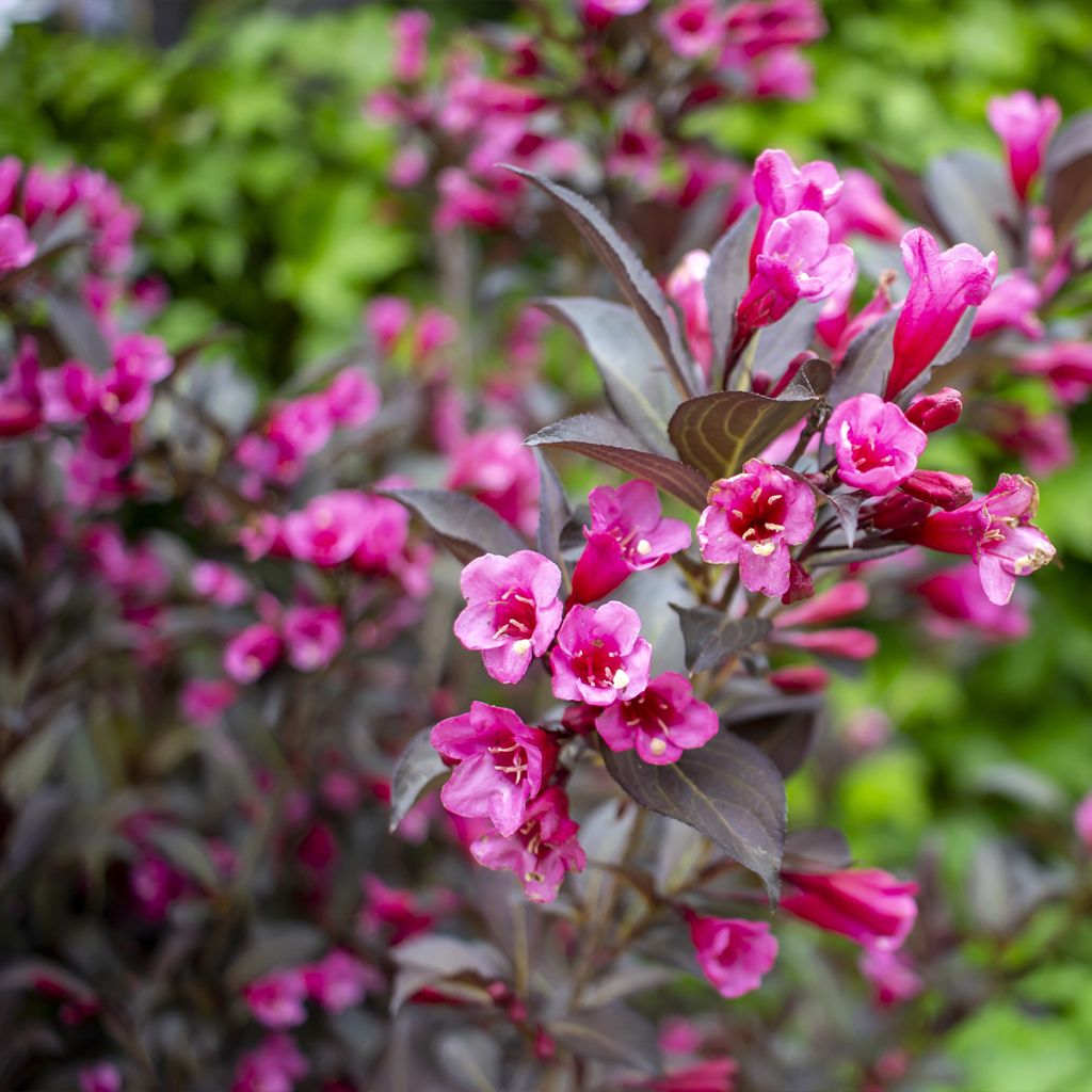 Weigela florida Midnight Wine