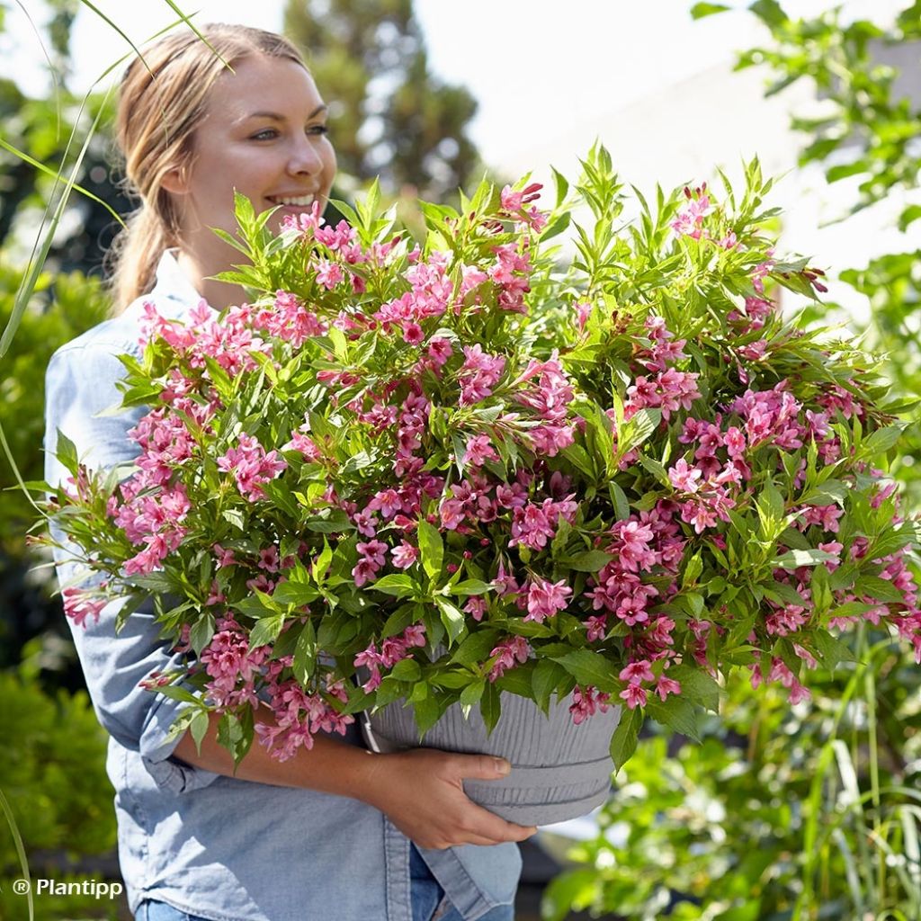 Weigelia Picobella Rosa