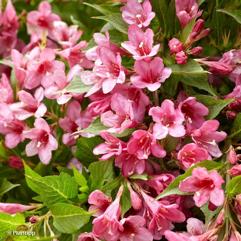 Weigelia Picobella Rosa