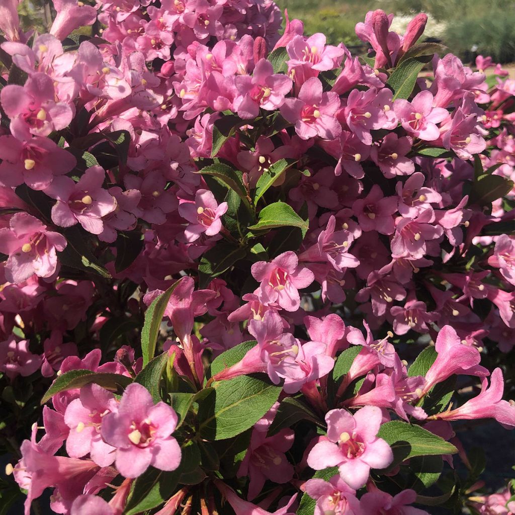 Weigela florida Pink Poppet