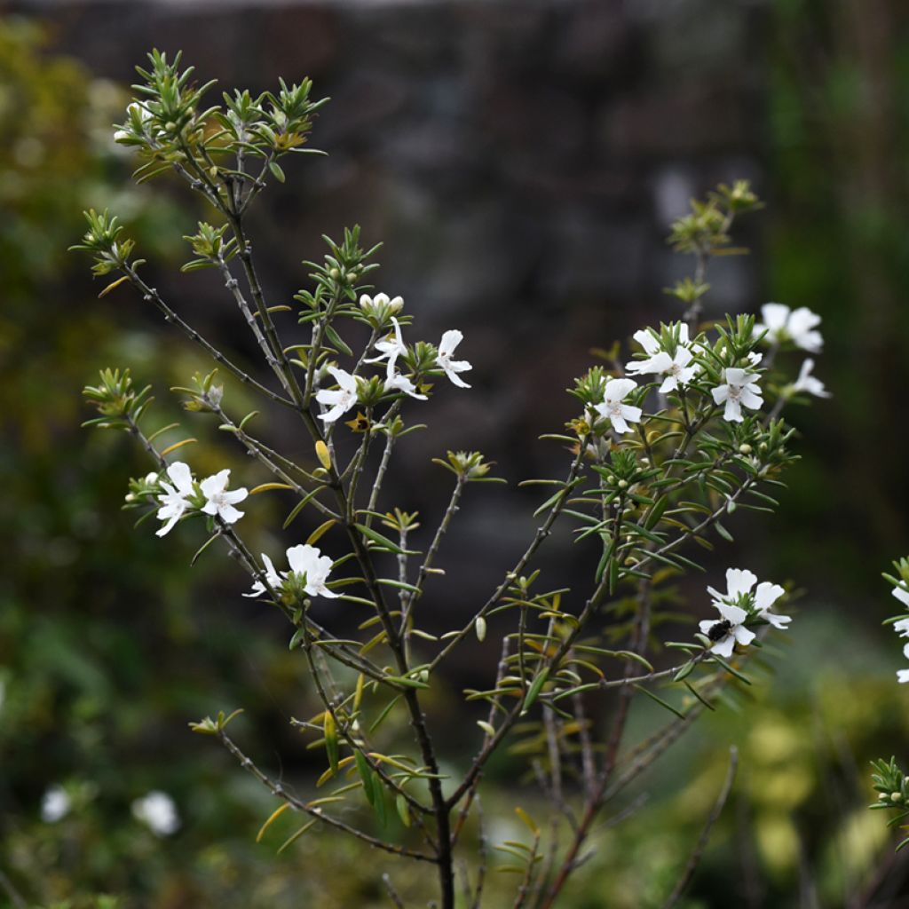 Westringia fruticosa White - Falso rosmarino