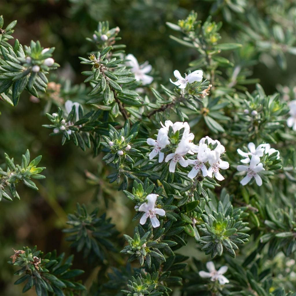 Westringia fruticosa Mundi