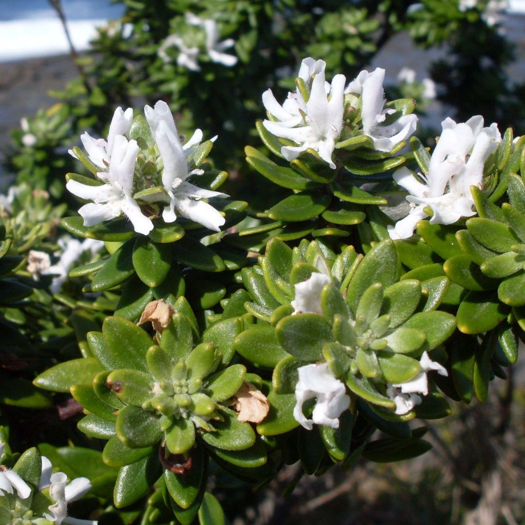 Westringia fruticosa White - Falso rosmarino