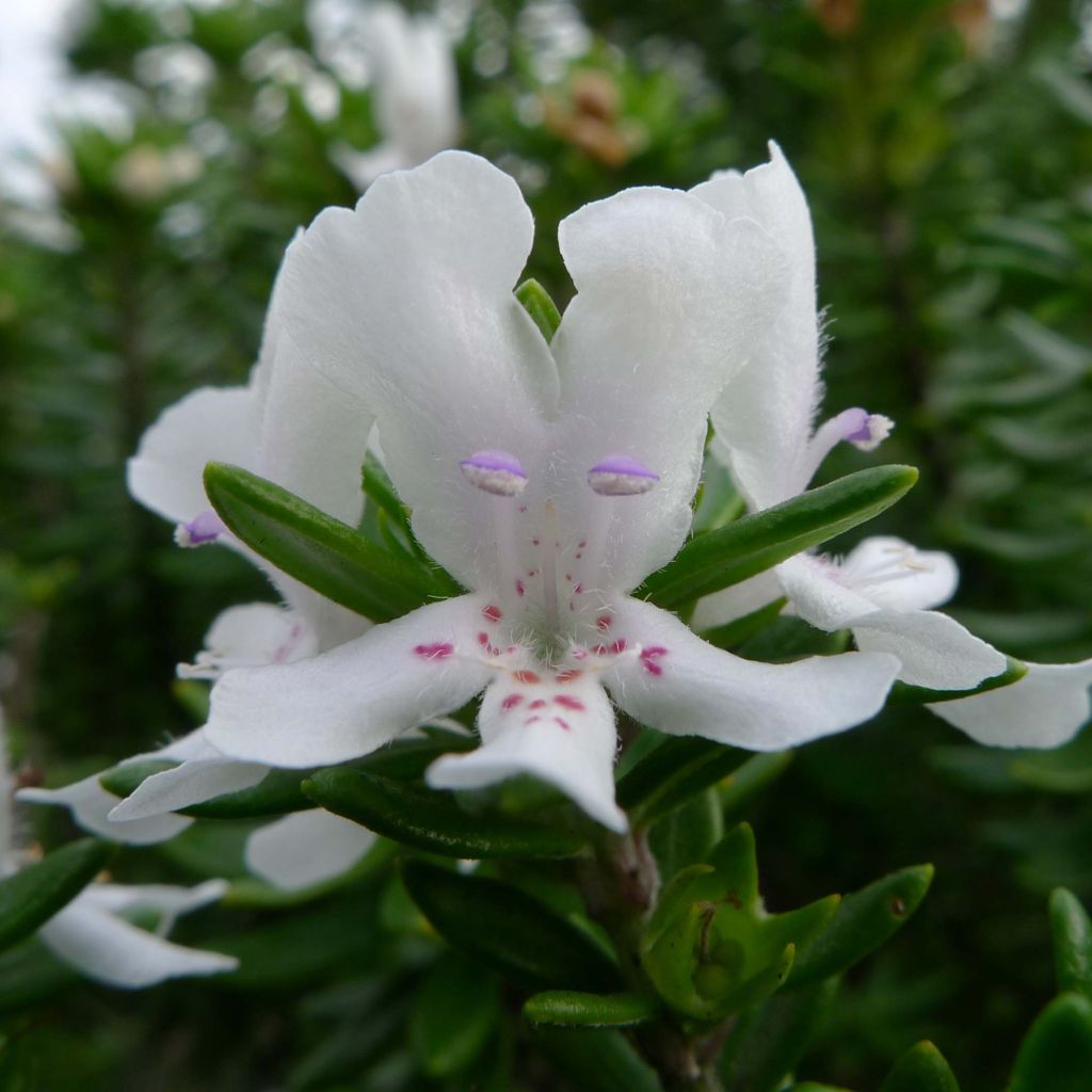 Westringia fruticosa White - Falso rosmarino