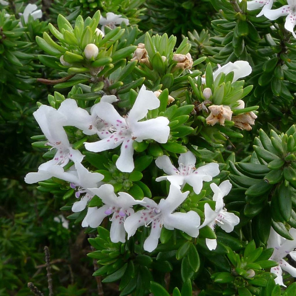 Westringia fruticosa White - Falso rosmarino