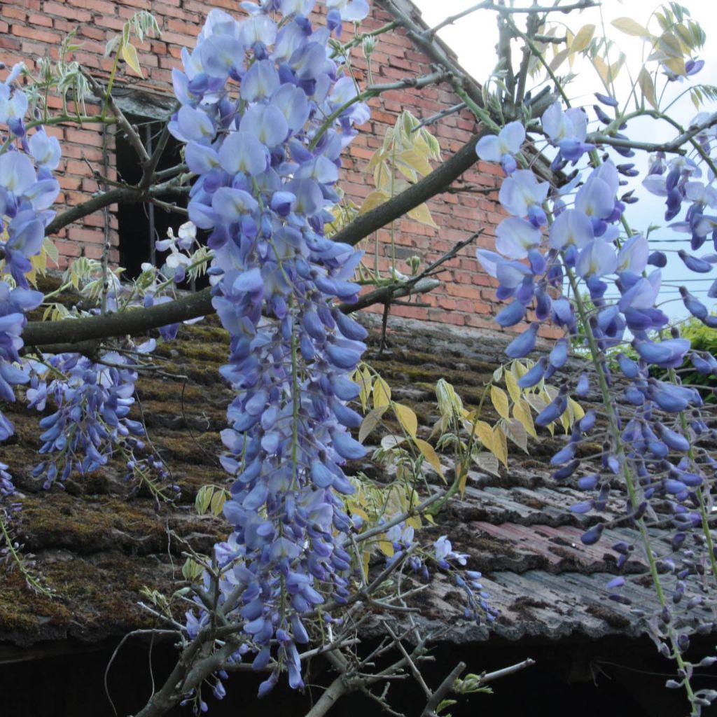 Wisteria frutescens var. macrostachya Blue Moon - Glicine americano