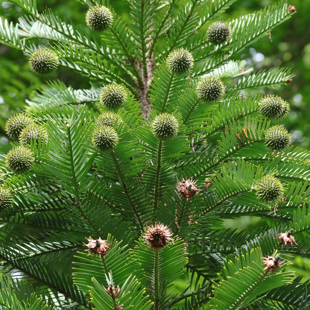 Wollemia nobilis - Wollemi Pine