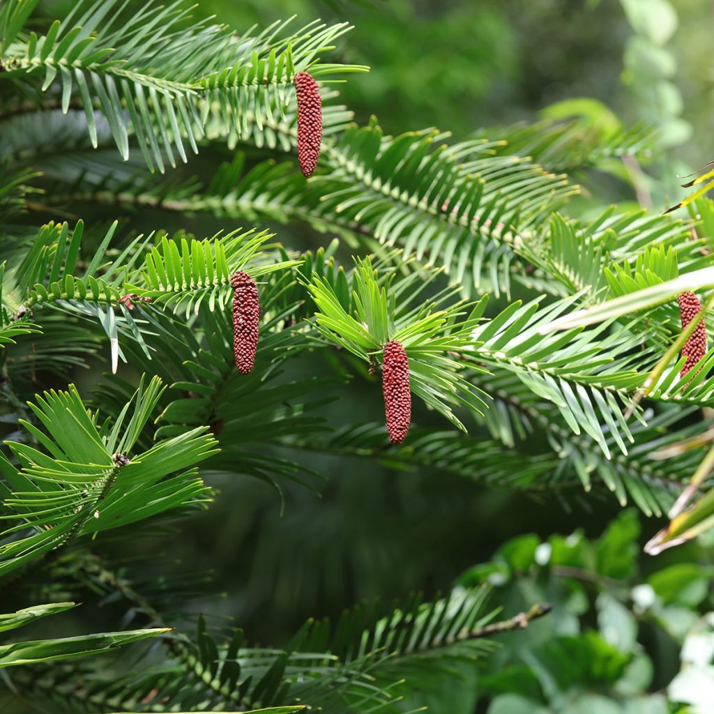 Wollemia nobilis - Wollemi Pine