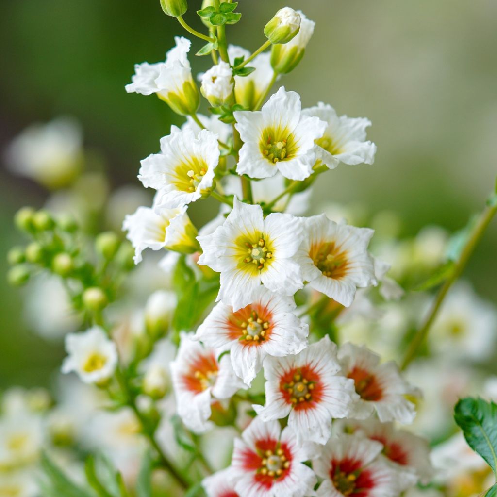 Xanthoceras sorbifolium