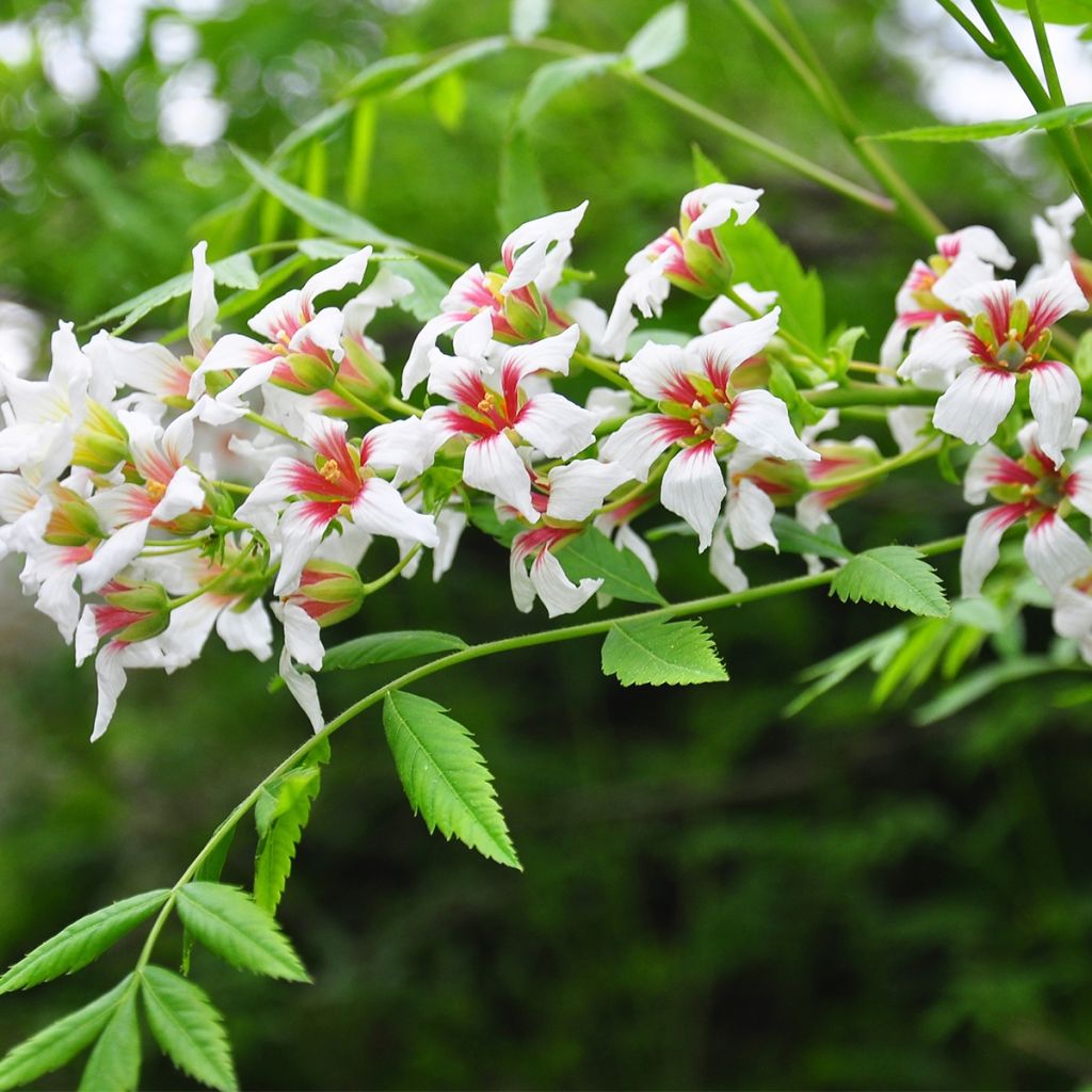 Xanthoceras sorbifolium