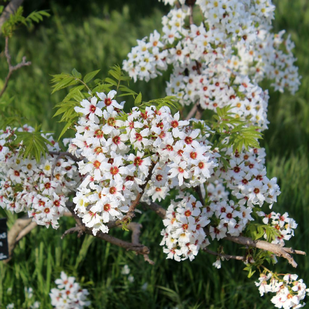 Xanthoceras sorbifolium