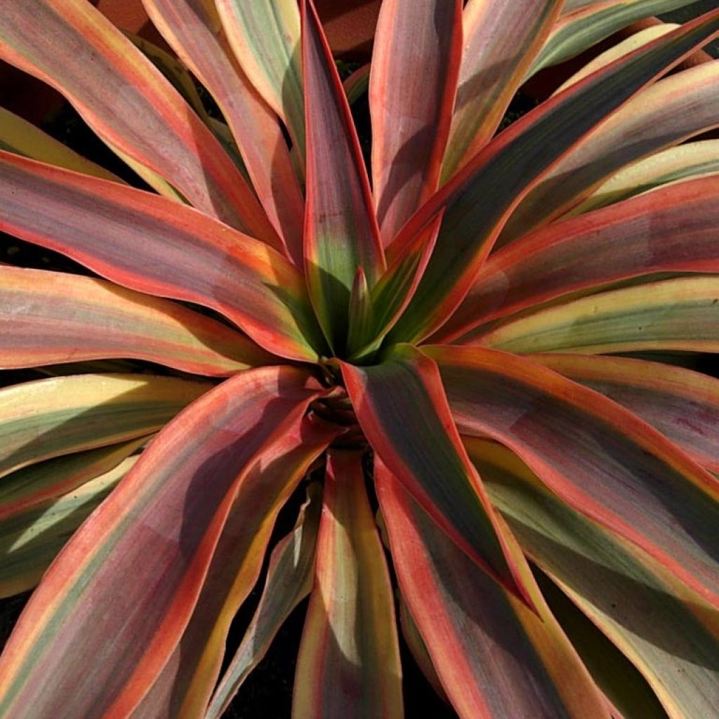 Yucca recurvifolia Bright Star