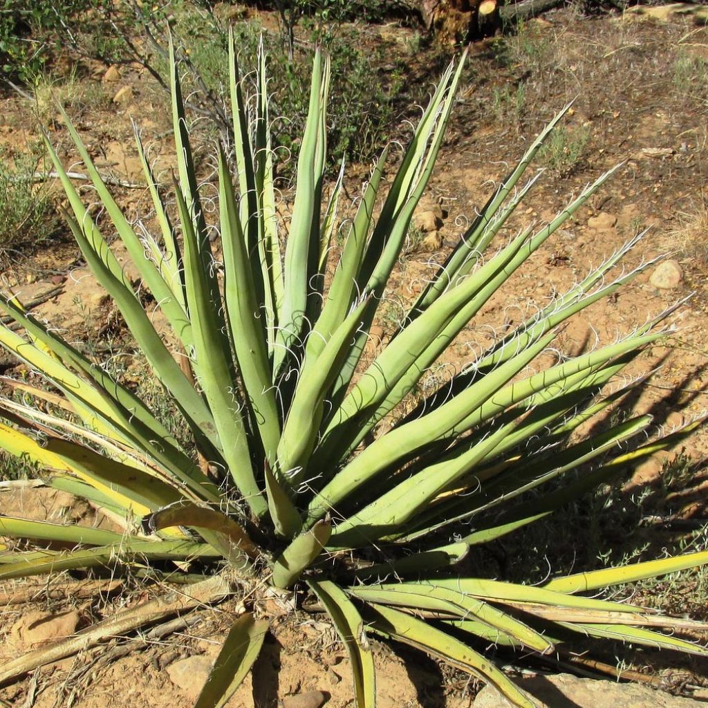 Yucca banane - Yucca baccata