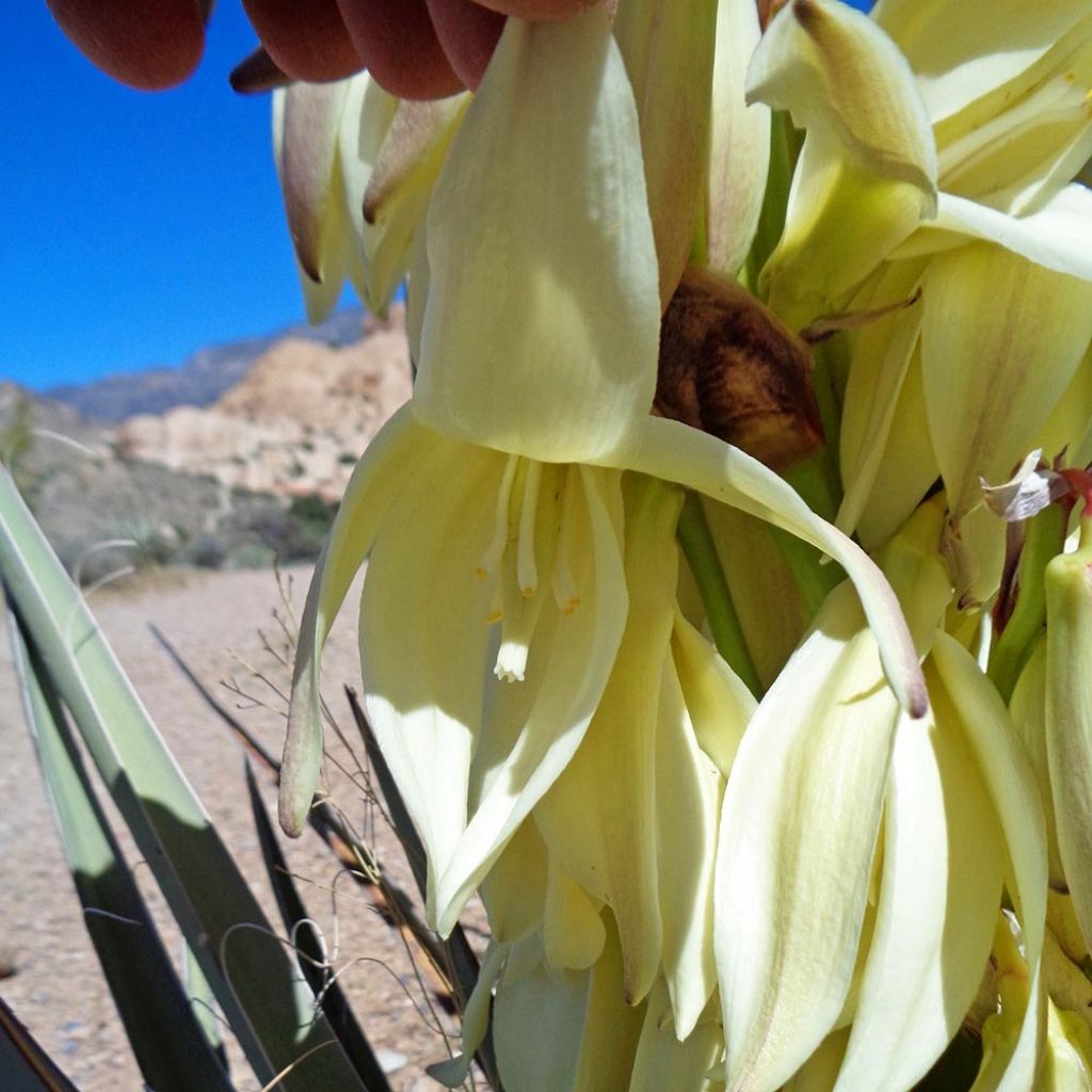 Yucca banane - Yucca baccata