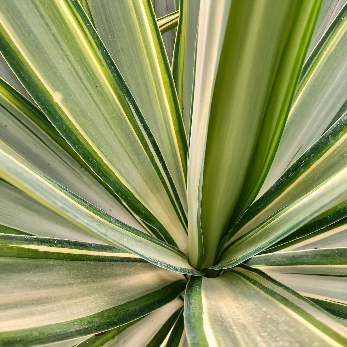 Yucca elephantipes Jewel - Yucca pied d'éléphant panaché