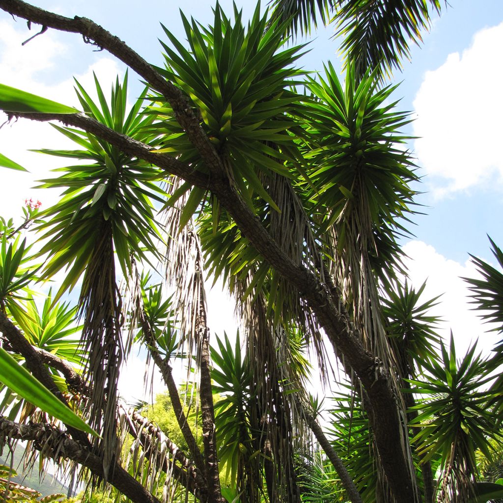 Yucca elephantipes - Yucca pied d'éléphant 