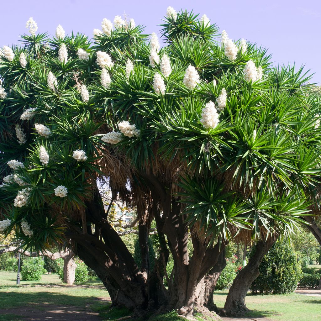 Yucca elephantipes - Yucca pied d'éléphant 