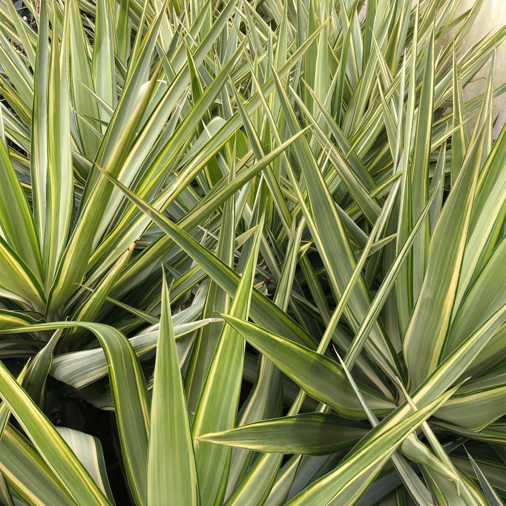 Yucca elephantipes Jewel - Yucca pied d'éléphant panaché