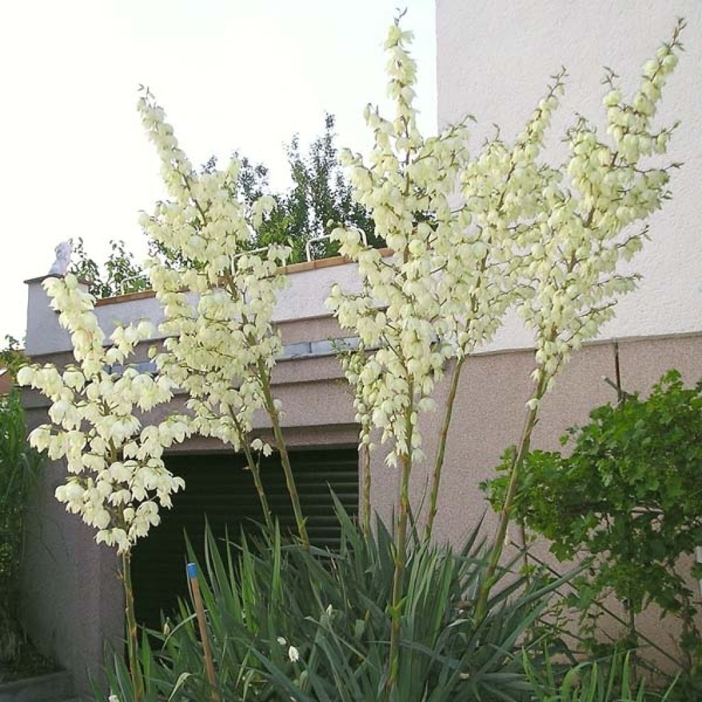 Yucca filamentosa