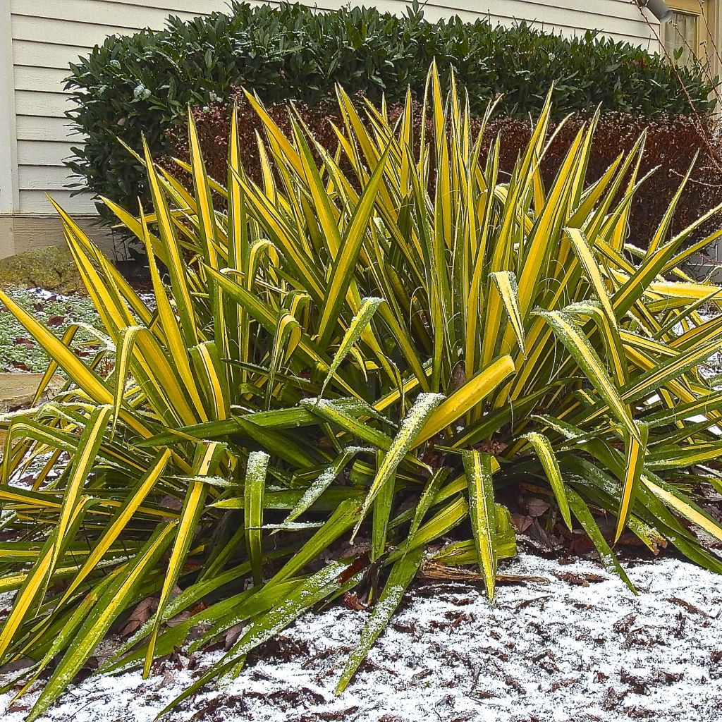 Yucca flaccida Golden Sword