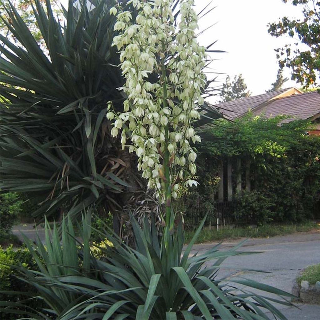 Yucca gloriosa - Dague espagnole