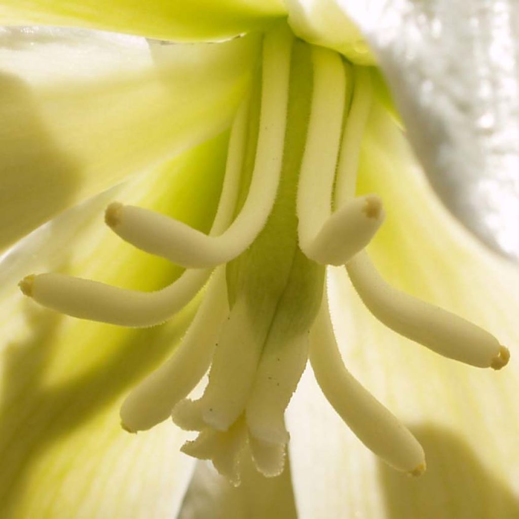 Yucca gloriosa - Dague espagnole