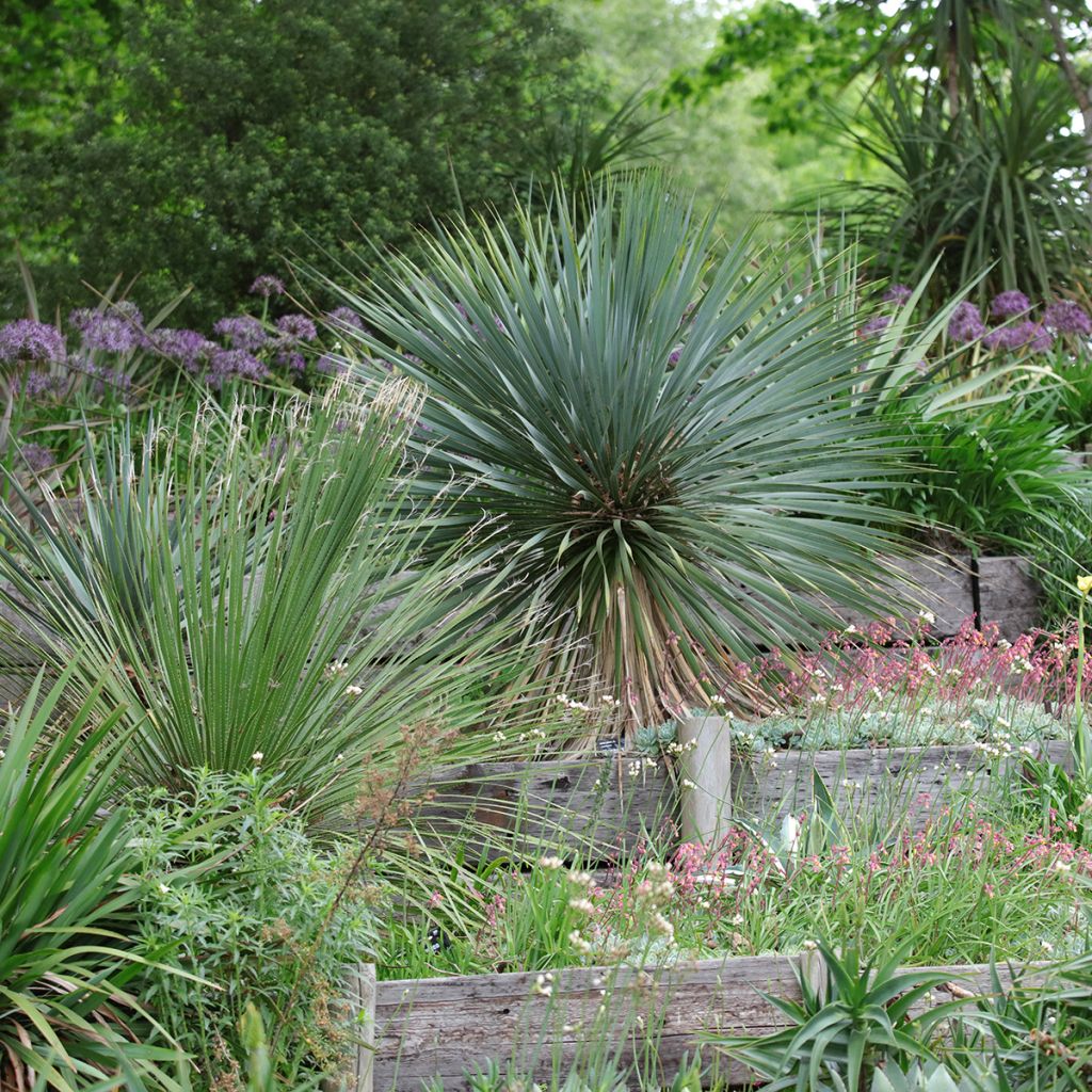 Yucca rostrata