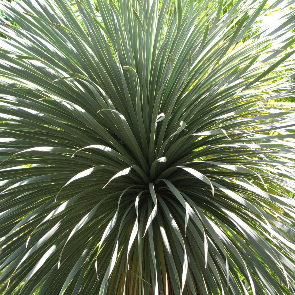 Yucca rostrata