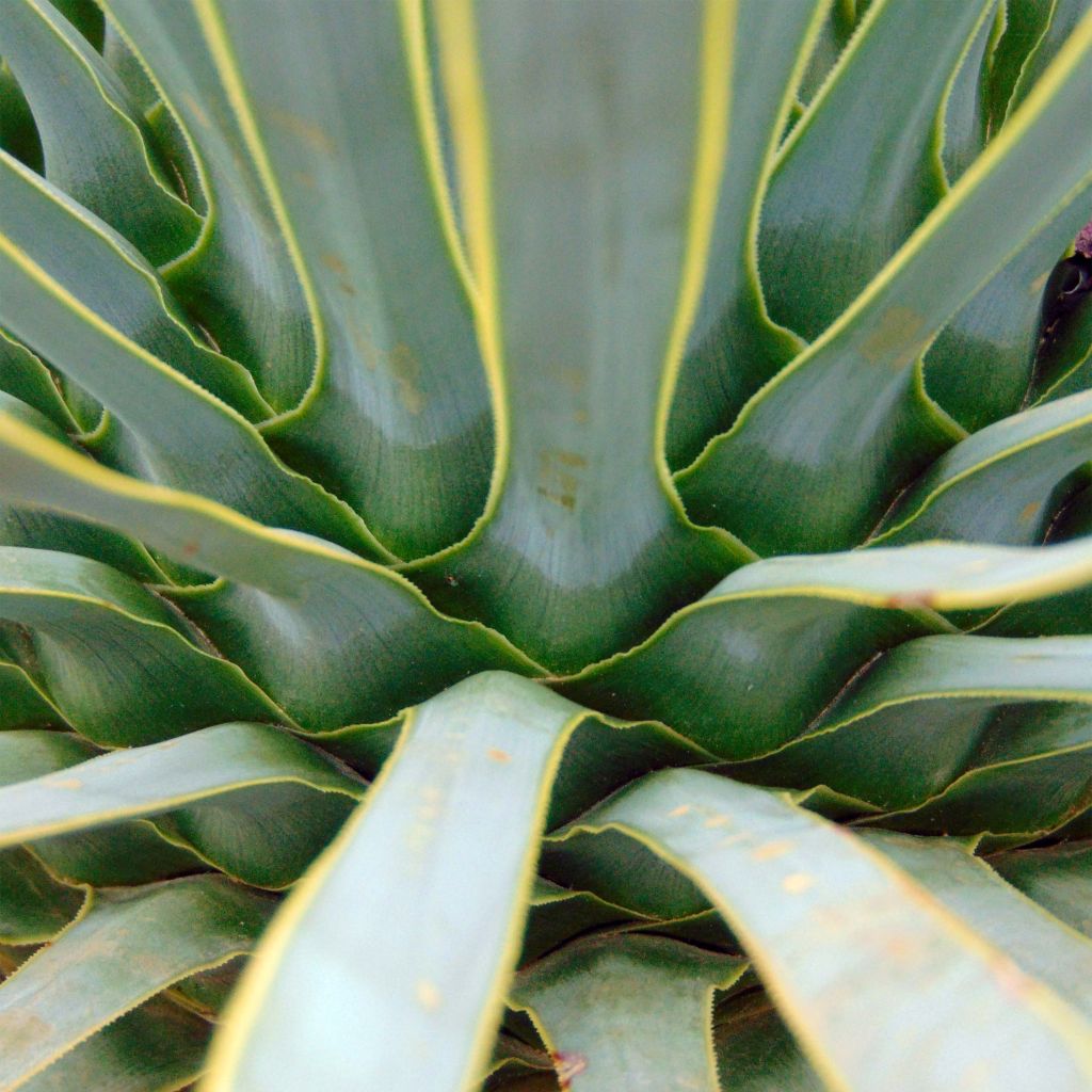 Yucca rostrata