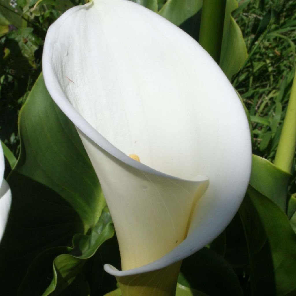 Zantedeschia aethiopica - Calla