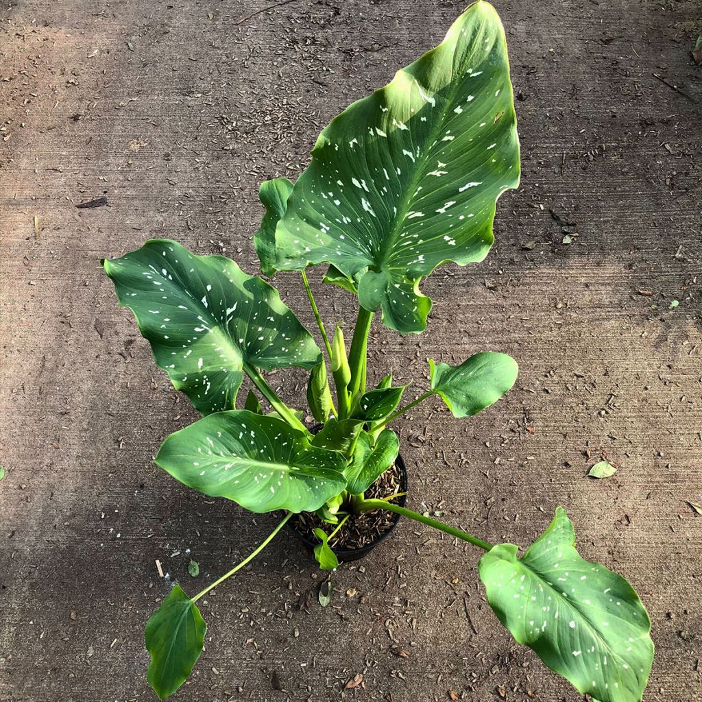 Zantedeschia aethiopica Himalaya - Arum d'Ethiopie géant