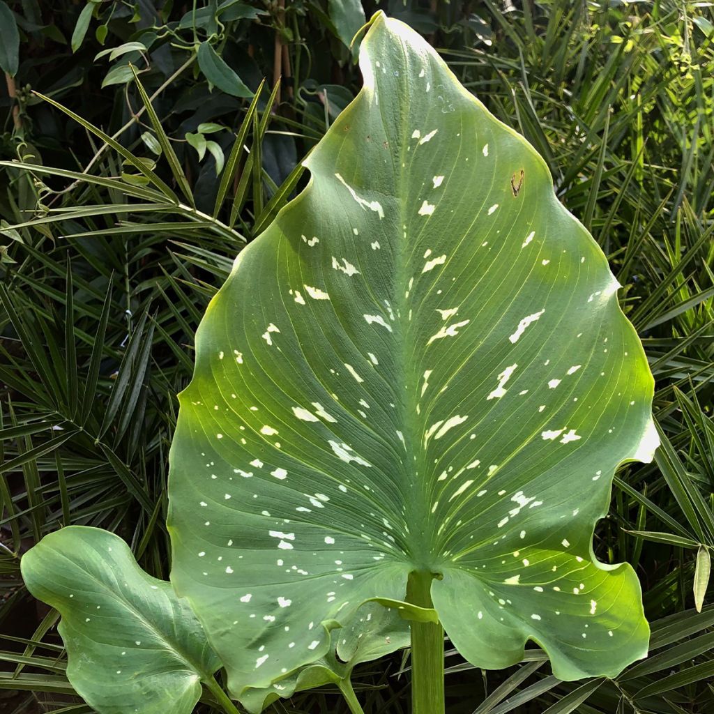 Zantedeschia aethiopica Himalaya - Arum d'Ethiopie géant