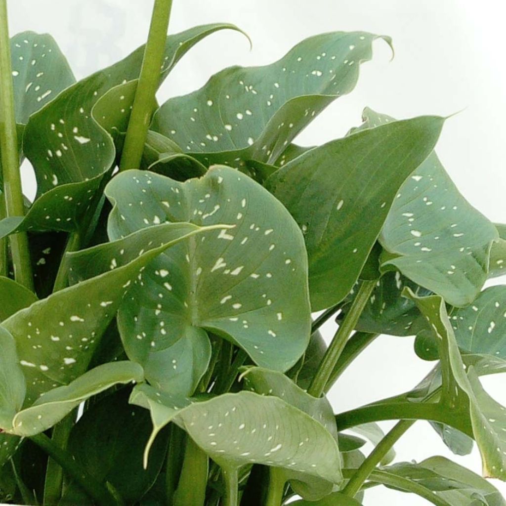 Zantedeschia aethiopica Prince Amaël - Arum d'Ethiopie au feuillage panaché