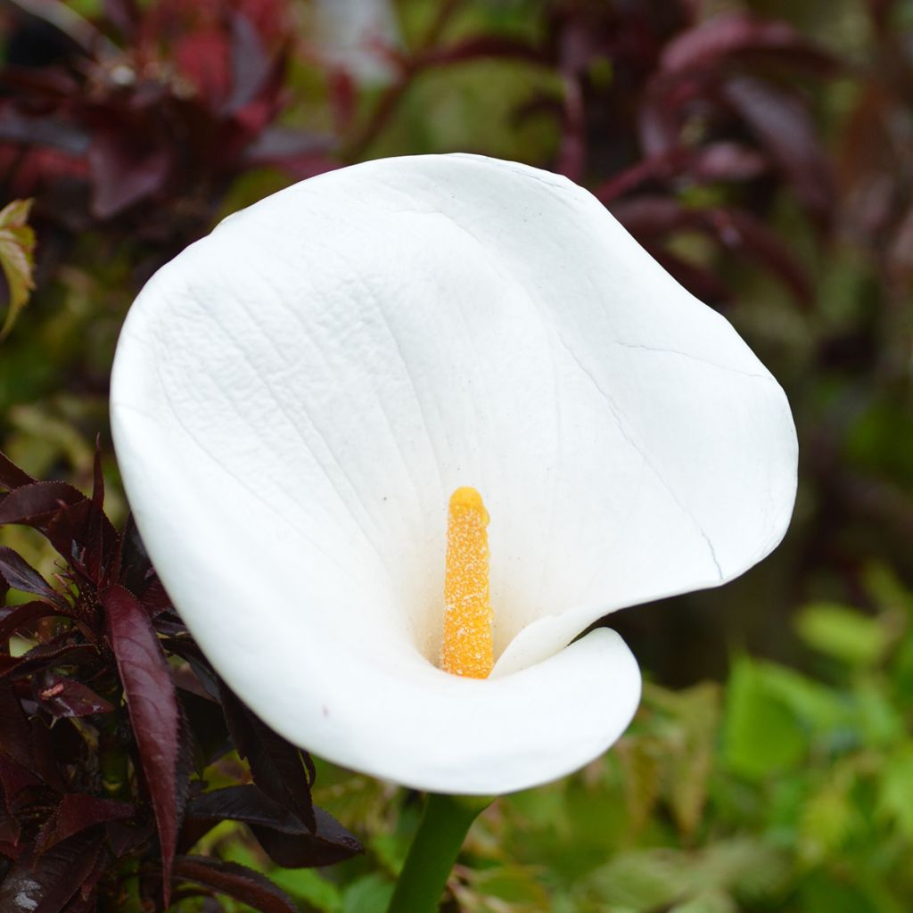 Zantedeschia aethiopica - Calla