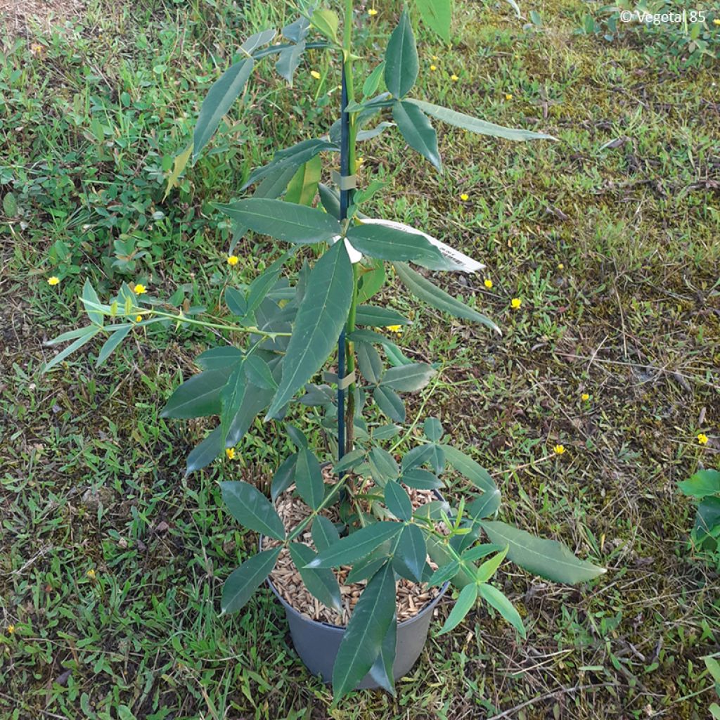 Zanthoxylum armatum - Pepe del Timut